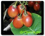Tamarillo - pomidor drzewiasty